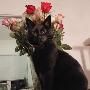 Meet your Posher, Chantel